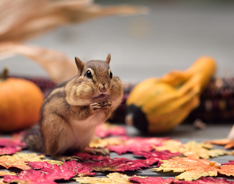 A chipmunk in an autumn scene
