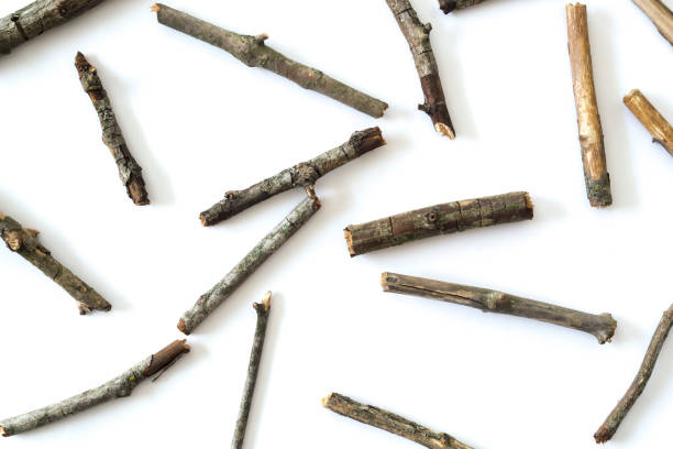 istock Dry twigs isolated on white background. 1026750122