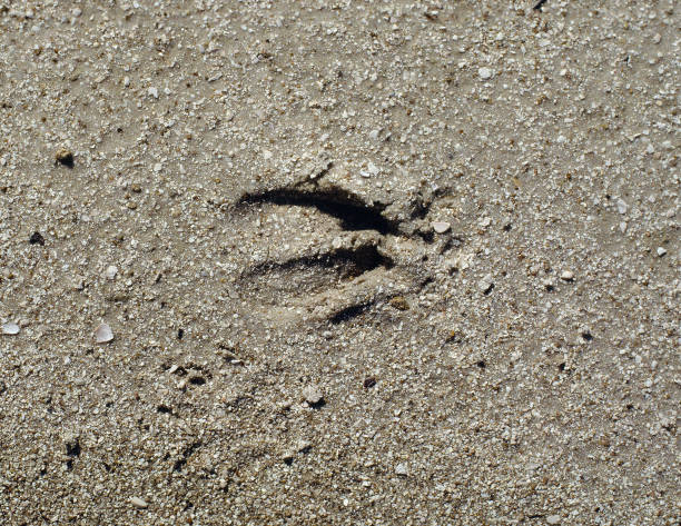 istock Deer footprint in the sand 1026755594