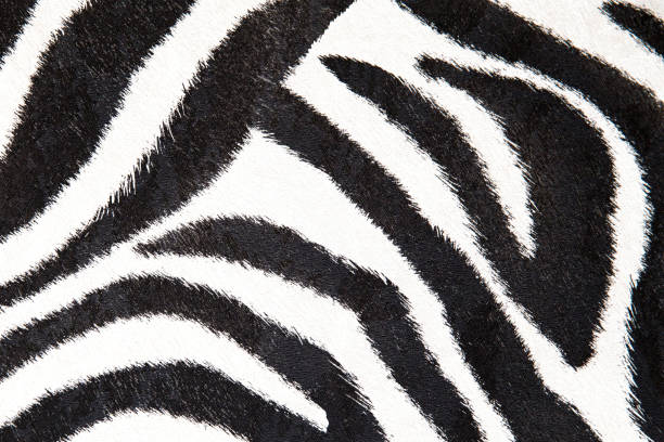 zebra sfondo in bianco e nero texture per il design - black white macro high contrast foto e immagini stock