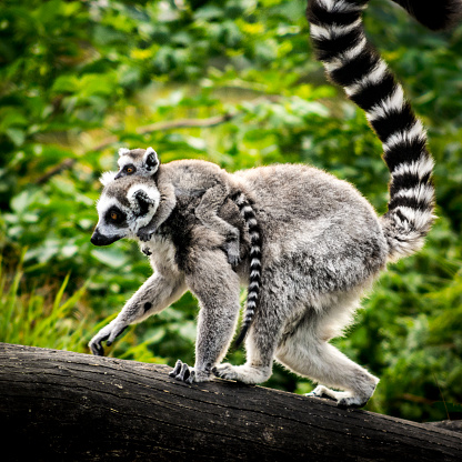 A portrait of 3 ring tailed lemurs sitting on a wooden beam in a zoo. the animals are looking around. the mammals are very cute and their long striped tales are hanging next to eachother.