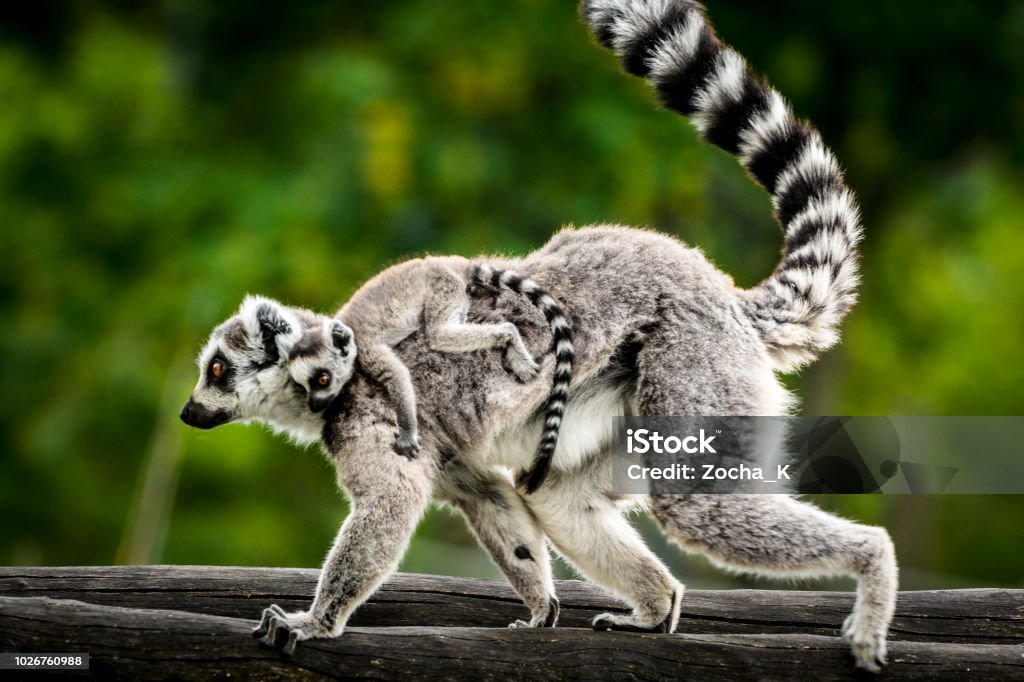 Lémurien avec bébé - Photo de Madagascar libre de droits