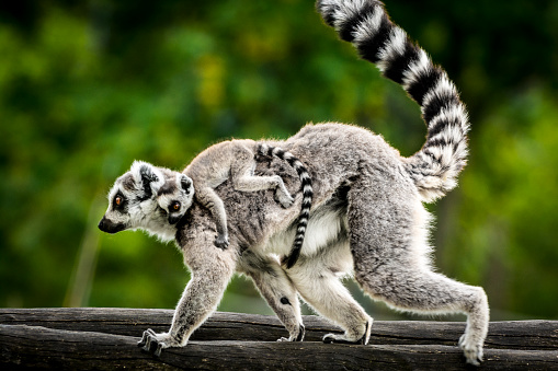 Female of Ring-tailed lemur carries a cub on her back.