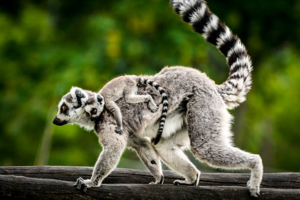 lemur med baby - madagaskar bildbanksfoton och bilder