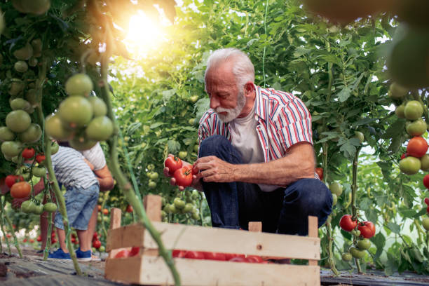 istock Family working together in greenhouse 1026765430