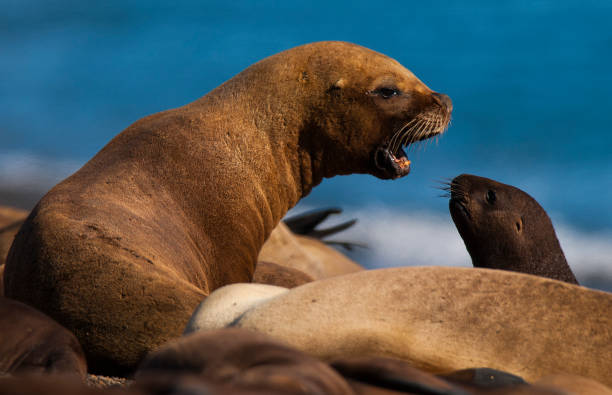 istock Sea Lion, and calf 1026765858
