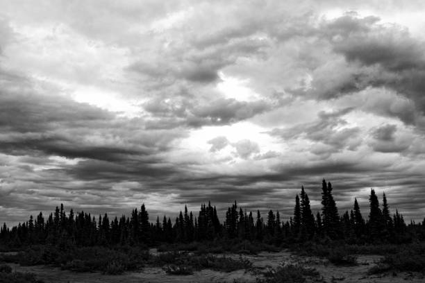 Spruce Landscape With Dramatic Clouds stock photo