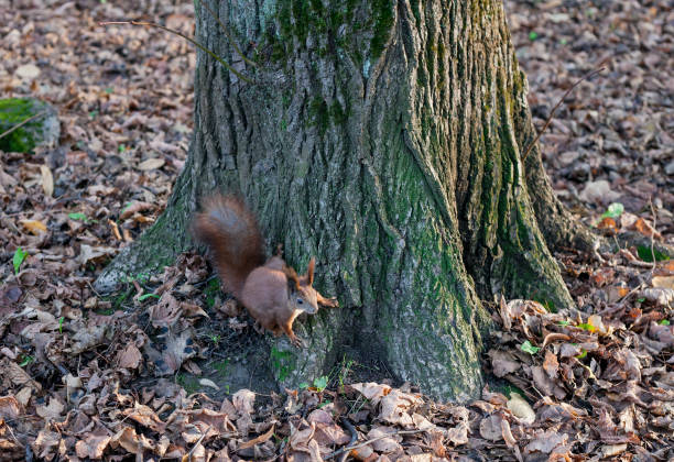 istock Eurasian red squirrel in autumn forest 1026766608
