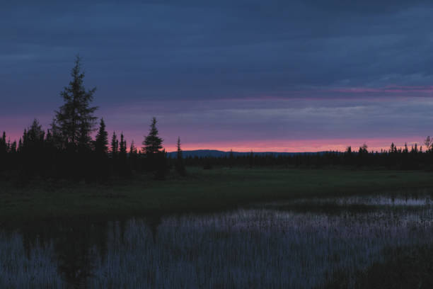 Spruce Wetland Landscape Sunset Silhouette stock photo