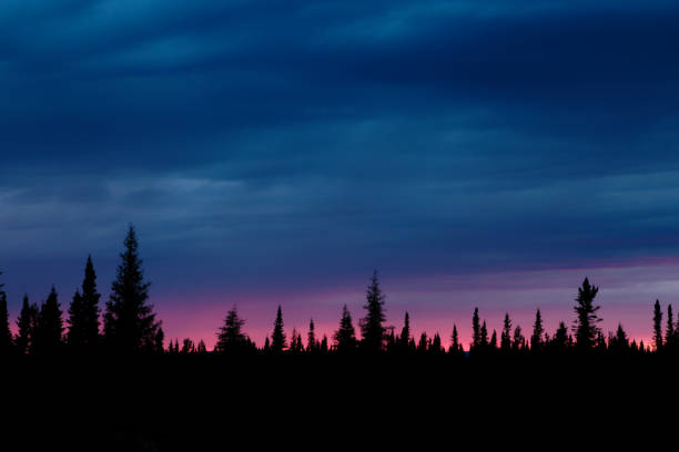 Spruce Landscape Sunset Silhouette stock photo
