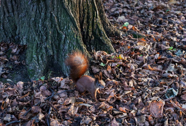 istock Eurasian red squirrel in autumn forest 1026766632
