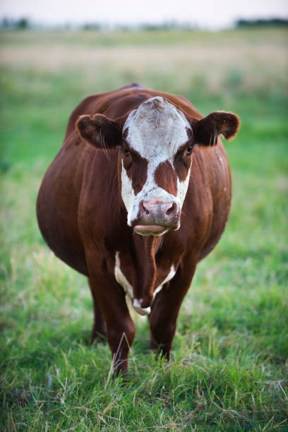 istock Cow in its habita 1026768788