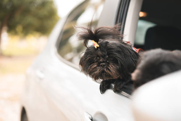 istock Lovely dog riding in car with head out window 1026769716