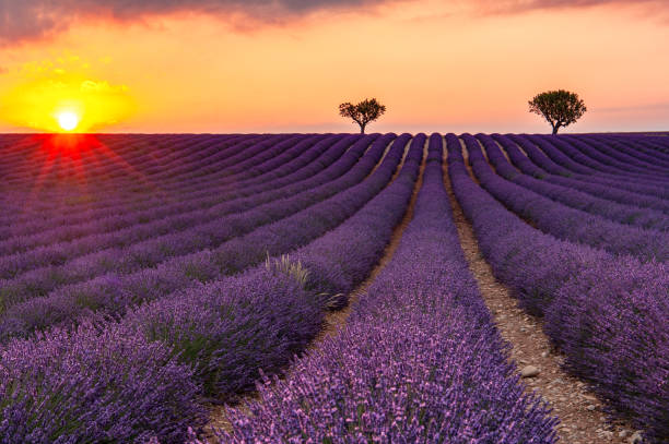 istock Sunset in Lavender Field at Valensole (Provence) 1026773216