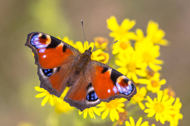 istock Colorful Peacock butterfly 1026773866