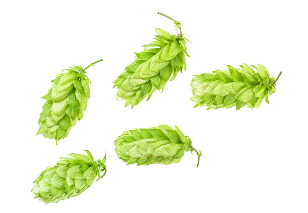 istock Green hops isolated on white background, top view. 1026774524