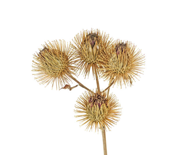 Dried burdock flowers on a white background. Medical plant.