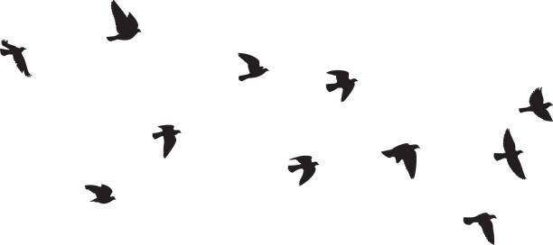 gołębie latające sylwetki 1 - stado ptaków ilustracje stock illustrations