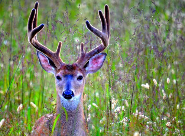 Many pointed deer in the GSMNP, hiding in high grass in the summertime