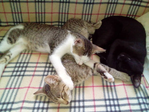 istock Sleepy cat family 1026777086