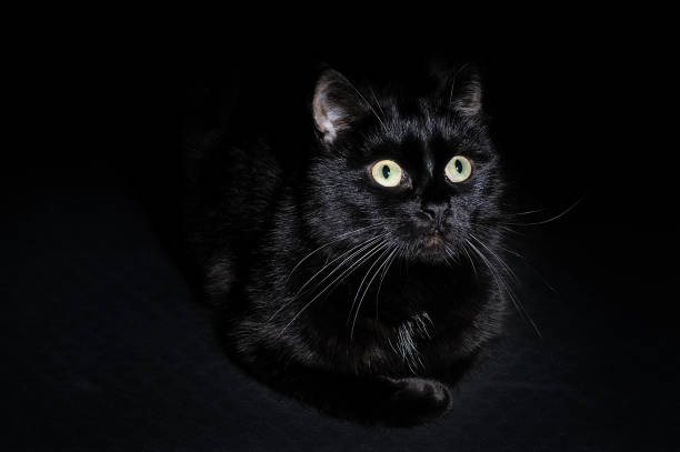 istock Beautiful young black cat on a black background 1026777658