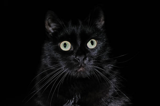 istock Beautiful young black cat on a black background 1026777672