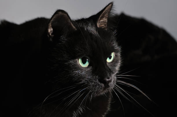 istock Portrait of a muzzle of a black cat on black 1026777698