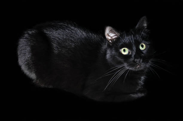istock Beautiful young black cat on a black background 1026777720