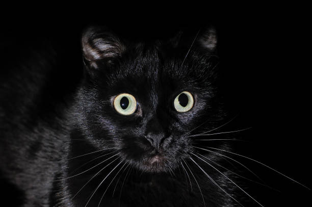 istock Beautiful young black cat on a black background 1026777760