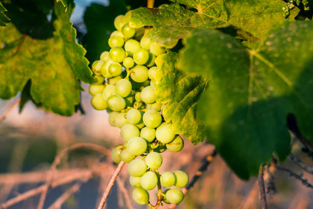 istock Ray of light on a cluster of grapes 1026780572