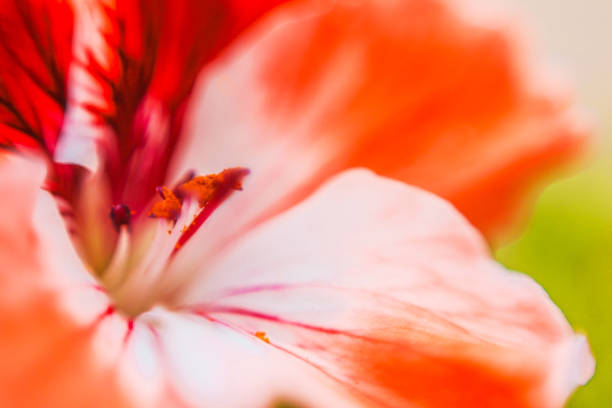istock Abstract image of a flower bud with a pestle and stamens, selective focus 1026781150