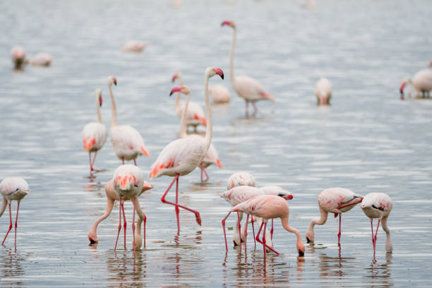 istock Wild Animals in Kenya, Africa 1026783450