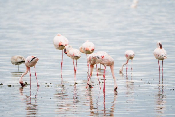 istock Wild Animals in Kenya, Africa 1026783522