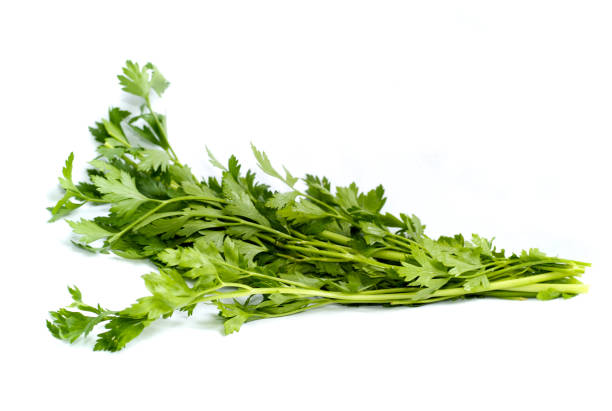 istock A Bunch of Parsley 1026783630