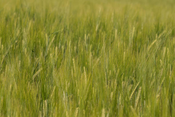 istock green rye during early summer 1026783648