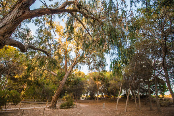 istock Walking through the nature reserve between the trees - breathe fresh air 1026783656