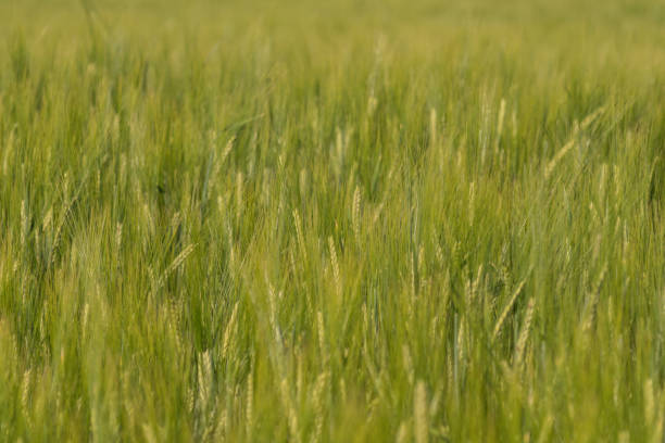 istock green rye during early summer 1026783728