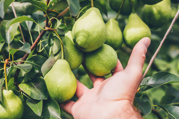 istock A fruitful year, an orchard 1026783938