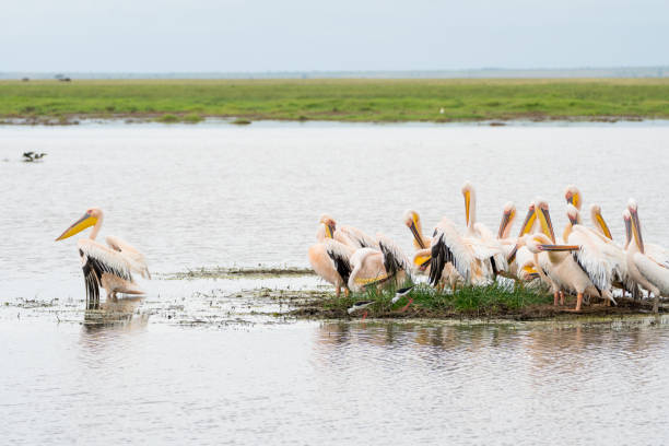 istock Wild Animals in Kenya, Africa 1026784070