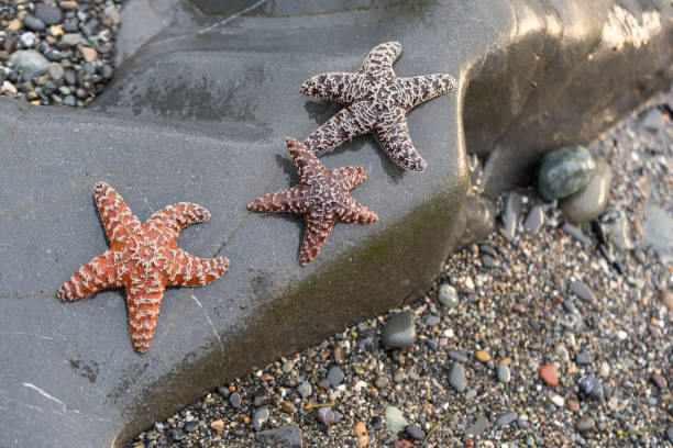 istock Starfish on a coastal beach with rocks 1026784526