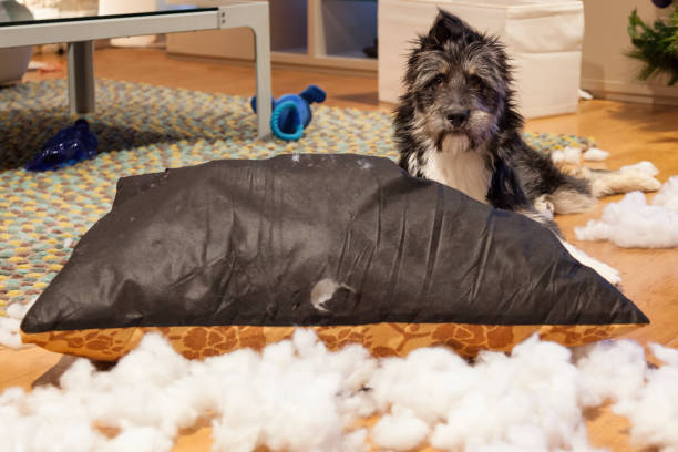 istock Cutie dog with ripped up cushion 1026784592