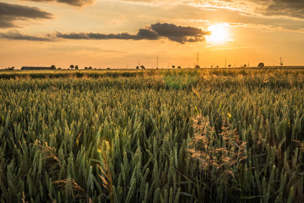istock sun rays over wheat growing in the field 1026784810