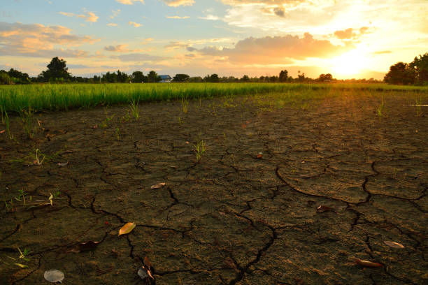 亀裂と日光の田んぼで乾燥の地面。 - coarse rice ストックフォトと画像