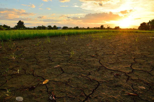 균열 그리고 논 햇빛에서 마른 땅. - drought landscape global warming environment 뉴스 사진 이미지