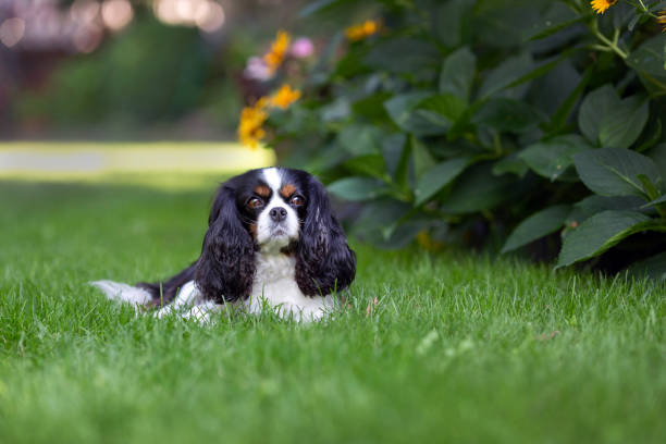istock Cute dog lying on the grass 1026787166