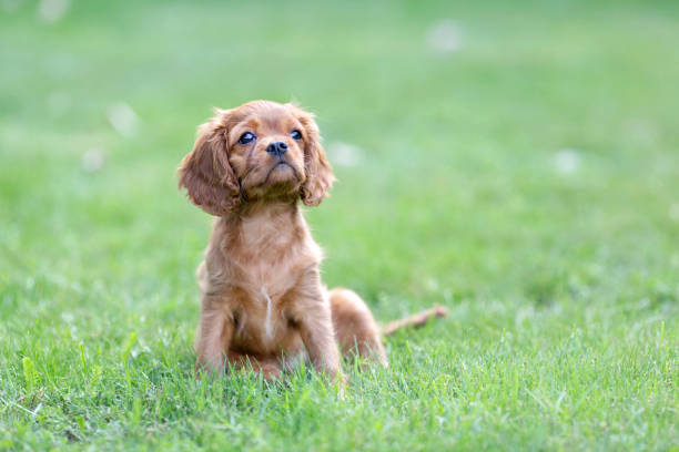 istock Puppy on the green grass 1026787310