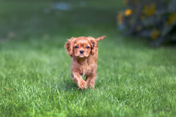 istock Puppy walking on the green grass 1026787326
