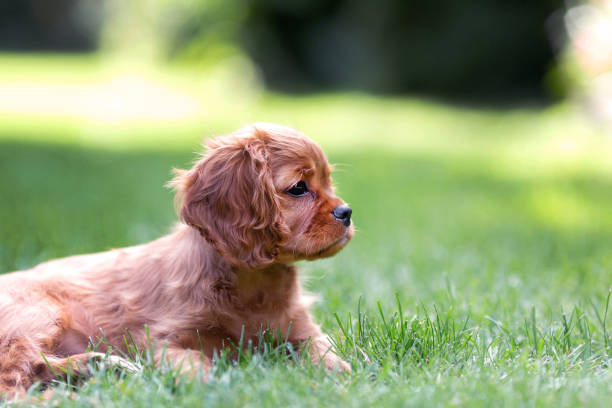 istock Puppy lying on the grass 1026787408