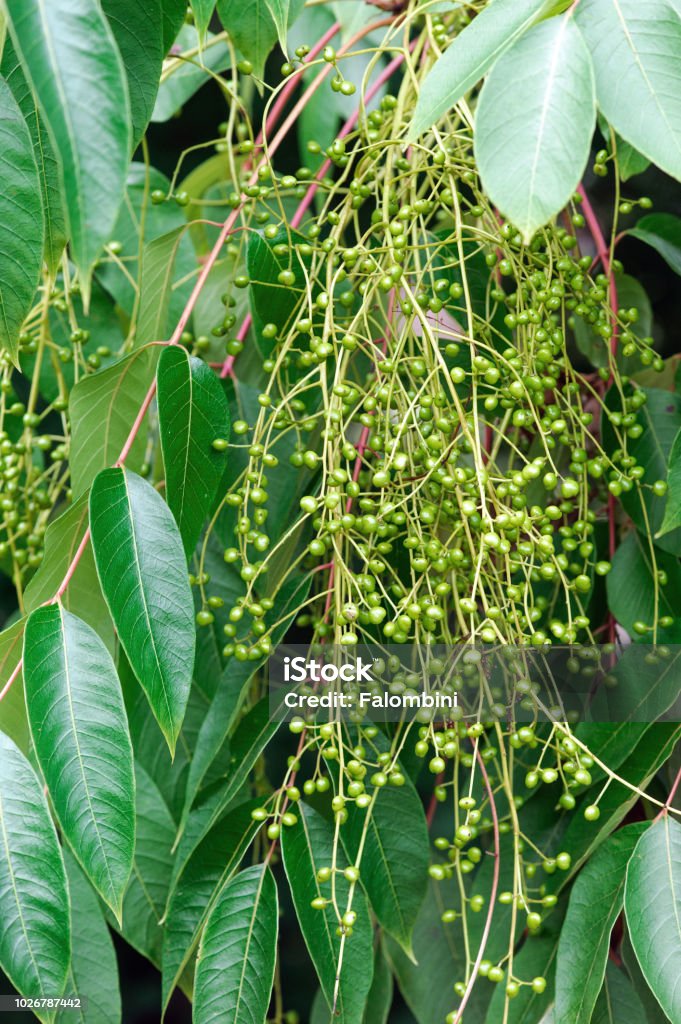 Rhus tree Toxicodendron vernicifluum or Rhus verniciflua, common name Chinese lacquer tree, Lacquered Stock Photo