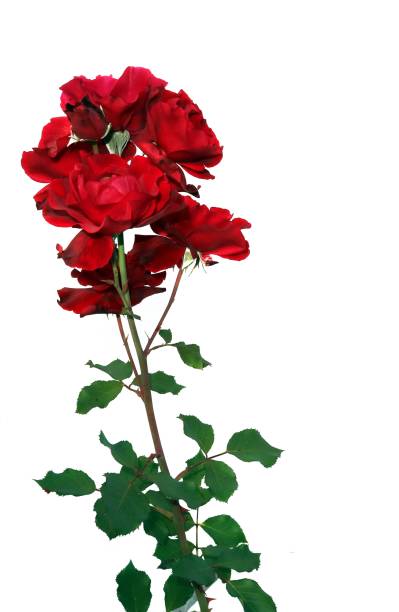 rojo de la rosa en las hojas aisladas en blanco. - velvet rose flower thorn fotografías e imágenes de stock